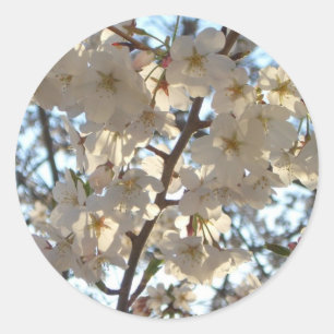 Sticker Rond Fleurs de cerises du soir I Printemps Floral