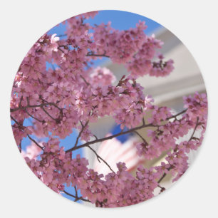 Sticker Rond Fleurs de cerisier Sakura Americana