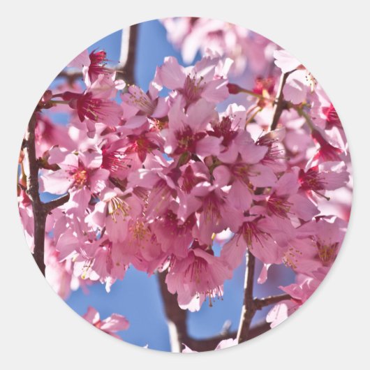 Sticker Rond Fleurs de cerisier Sakura Étoiles rouges (Devant)