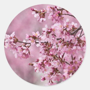 Sticker Rond Fleurs de Cerisier Sakura Pastel Rose Calquees