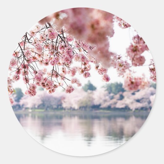 Sticker Rond Fleurs de cerisiers (Devant)