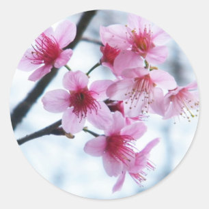 Sticker Rond Fleurs de cerisiers - A