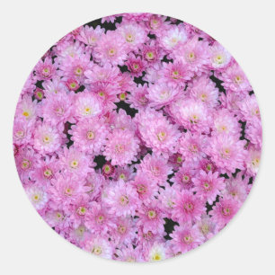 Sticker Rond Fleurs de chrysanthème pourpres