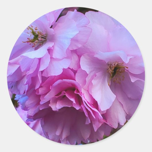 Sticker Rond Fleurs de fleurs de cerisier rose (Devant)