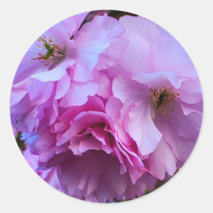 Sticker Rond Fleurs de fleurs de cerisier rose