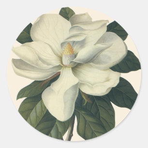 Sticker Rond Fleurs de fleurs vintages de Magnolia Blanche en f