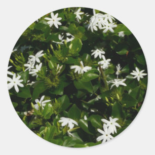 Sticker Rond Fleurs de jasmin Botanique tropicale florale