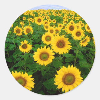 Sticker Rond Fleurs de jaune de gisement de tournesol