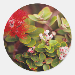 Sticker Rond Fleurs de Lehua à Hawaï Volcanoes