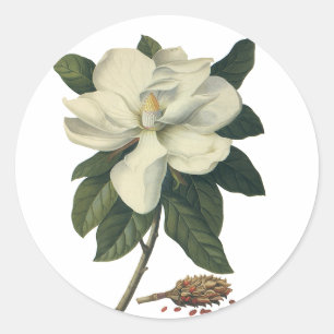 Sticker Rond Fleurs de magnolia blanc fleuri vintage
