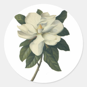 Sticker Rond Fleurs de magnolia blanc fleuri vintage