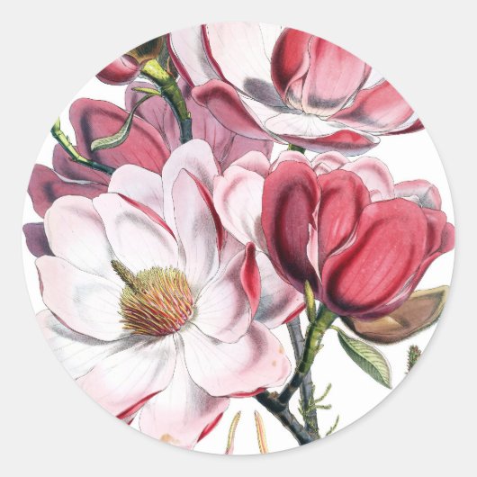 Sticker Rond Fleurs de Magnolia Rose (Devant)