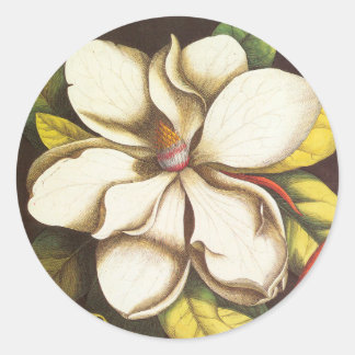 Sticker Rond Fleurs de magnolia vintage avec graines
