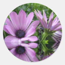 fleurs de marguerite violette