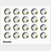 Sticker Rond Fleurs de marguerites blanches Photo (Feuille)