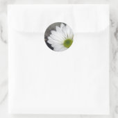 Sticker Rond Fleurs de marguerites blanches Photo (Sac)