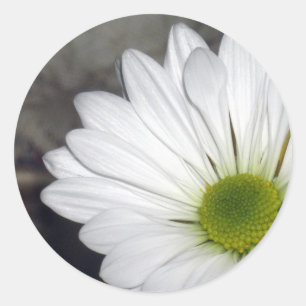 Sticker Rond Fleurs de marguerites blanches Photo