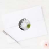 Sticker Rond Fleurs de marguerites blanches Photo (Enveloppe)