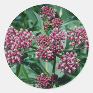 Sticker Rond Fleurs de Milkweed (Asclepias Incarnata) du marais