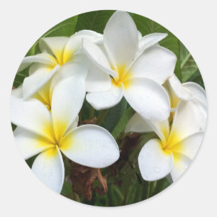 Sticker Rond Fleurs de Plumeria d'Hawaï