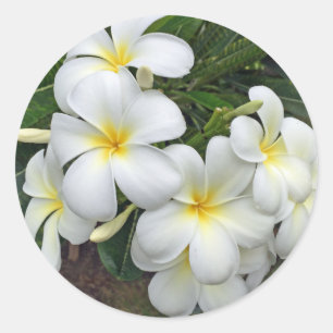 Sticker Rond Fleurs de Plumeria d'Hawaï