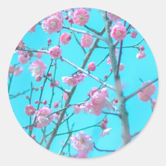 Sticker Rond Fleurs de prunes (Suzhou, Chine) (Devant)