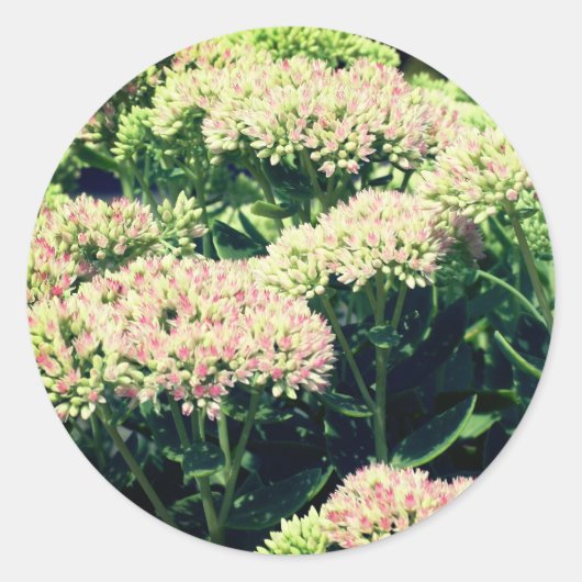 Sticker Rond Fleurs de sédum roses (Devant)