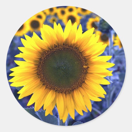 Sticker Rond Fleurs de soleil (Devant)