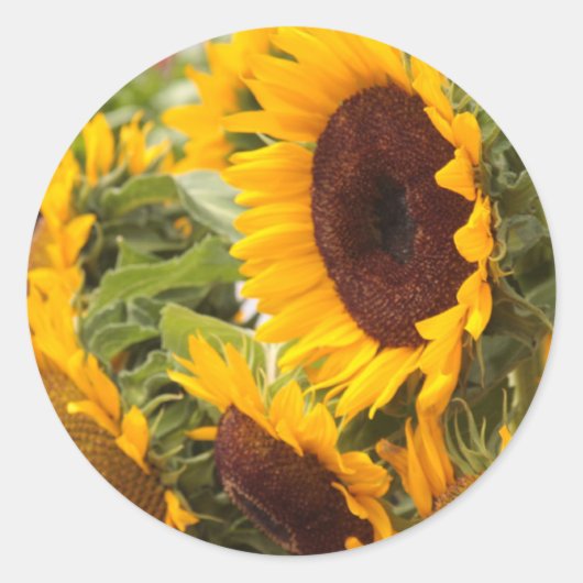 Sticker Rond Fleurs de soleil (Devant)