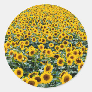 Sticker Rond Fleurs de soleil, Wisconsin field
