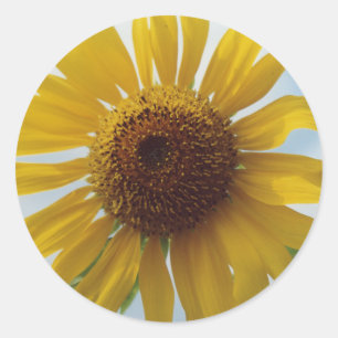 Sticker Rond Fleurs de tournesol jaunes vives dans le ciel bleu