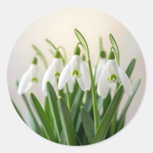 Sticker Rond Fleurs délicates de perce-neige de printemps