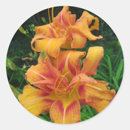 Sticker Rond Fleurs d'hémérocalle orange (Devant)