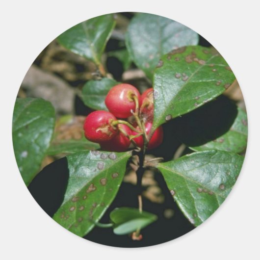 Sticker Rond Fleurs d'hiver (Gaultheria Procumbens) (Devant)