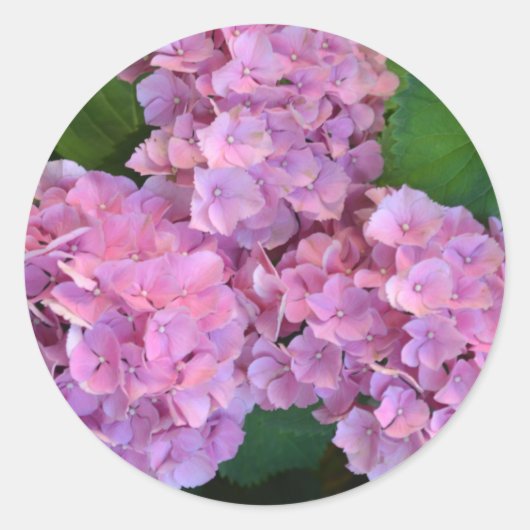 Sticker Rond Fleurs d'hortensia rose pastel  (Devant)