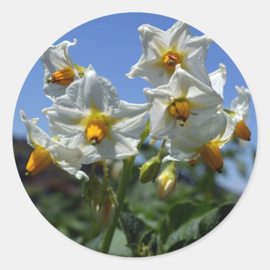 Sticker Rond Fleurs étoilées Solanum tuberosum (Devant)