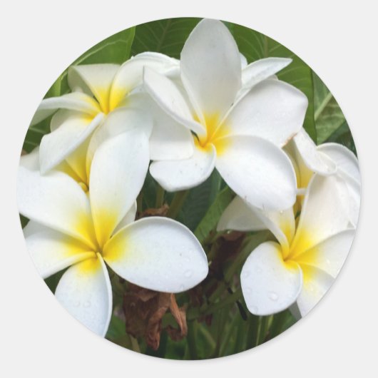 Sticker Rond Fleurs Hawaii Plumeria (Devant)
