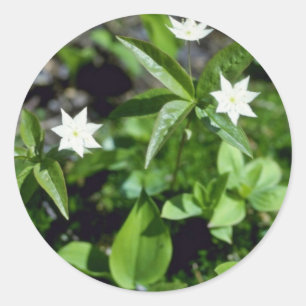 Sticker Rond Fleurs jaunes de Starflower (Trientalis Borealis)