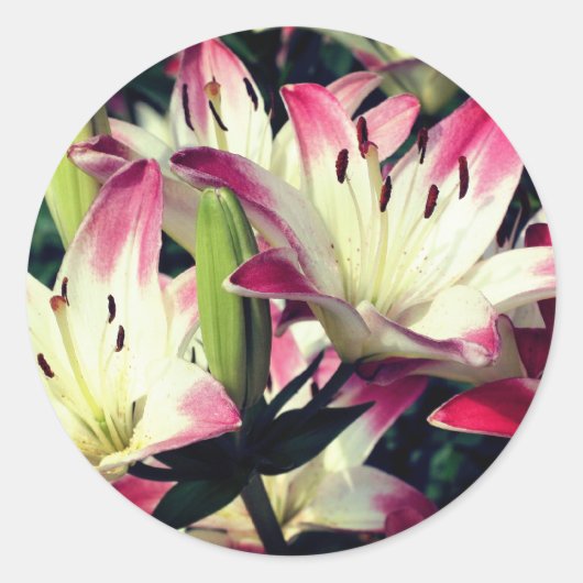 Sticker Rond Fleurs Lily souriantes (Devant)