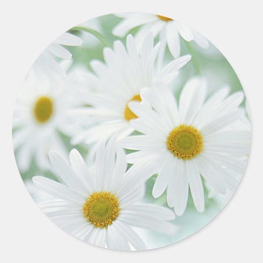 Sticker Rond Fleurs marguerites (Devant)