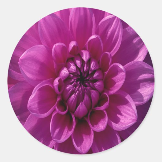 Sticker Rond Fleurs Romantiques Roses (Devant)