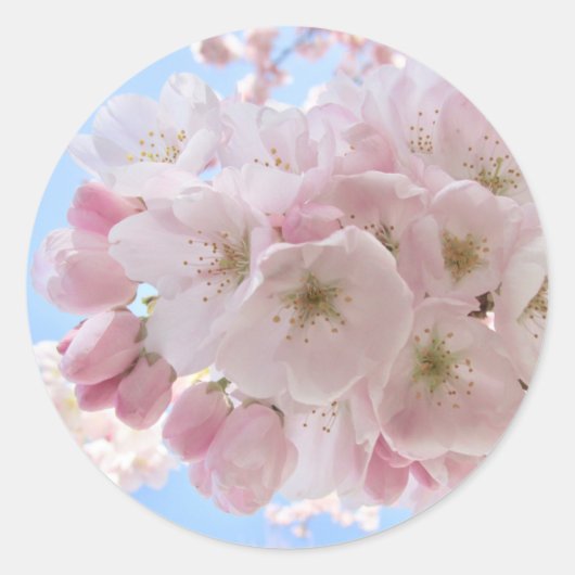 Sticker Rond Fleurs roses Ciel Bleu. (Devant)