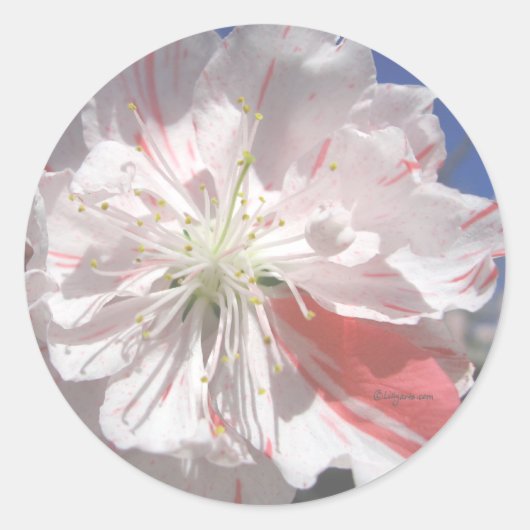 Sticker Rond Fleurs roses Invitations Mariages Phoques (Devant)