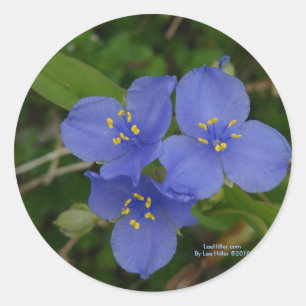Sticker Rond Fleurs sauvages Blue Spiderwort Hot Springs AR Cad