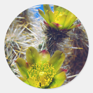 Sticker Rond Fleurs sauvages de cactus Cholla argenté