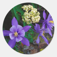 Fleurs sauvages de colombine mutante
