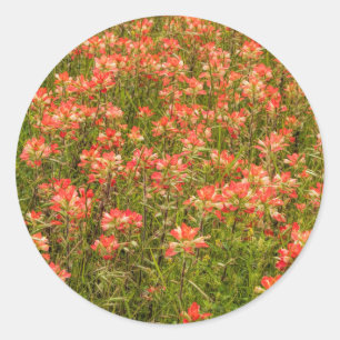 Sticker Rond Fleurs sauvages de pinceau indien du Texas