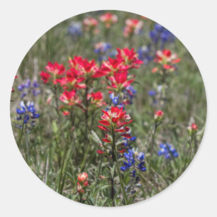 Sticker Rond Fleurs sauvages de pinceau indien et de Bluebonnet