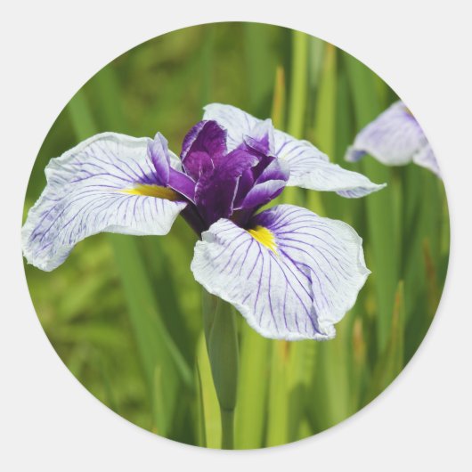 Sticker Rond Fleurs Thunb Iris Ensata (Devant)