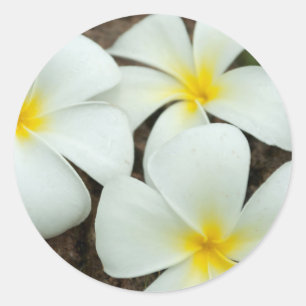 Sticker Rond Fleurs Tropicales Adorables Dans Le Pacifique Sud